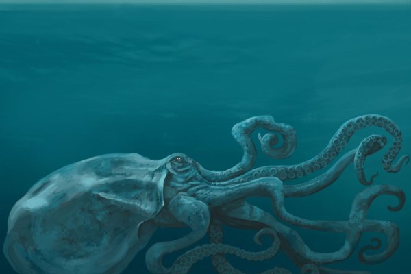 Kraken 7 org